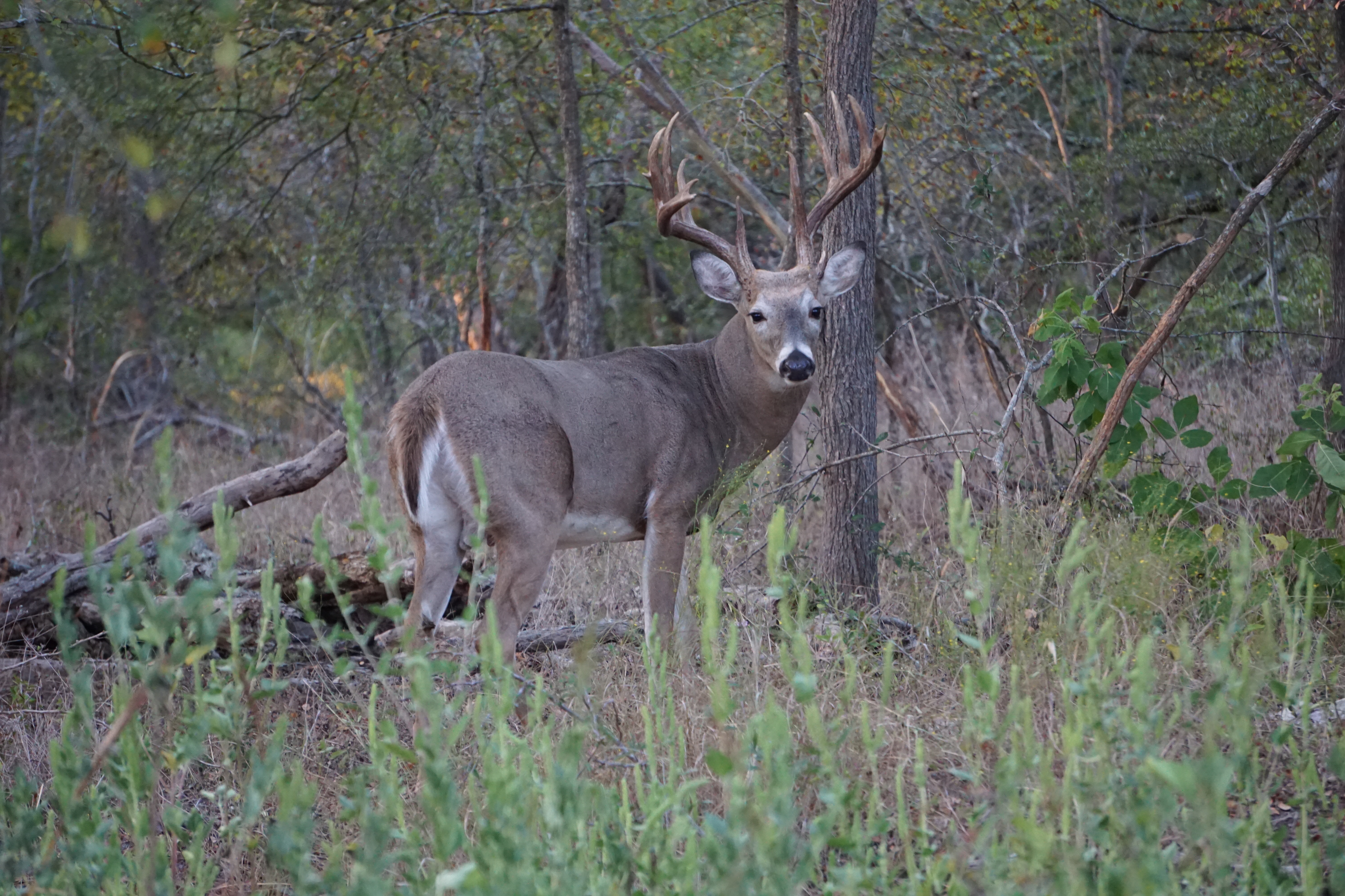 Our deer here on the Austin Trophy Whitetails ranch, our hunters have the chance to hunt some of the biggest deer in Texas.