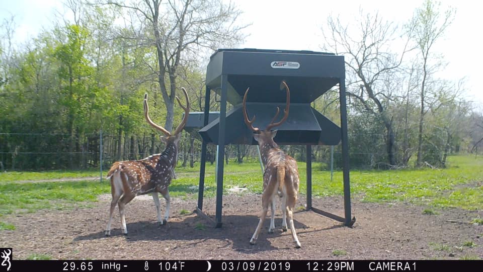 Deer camera, showing the two deer with massive antlers at the feeding station. They are located at the ranch in Austin, Texas.