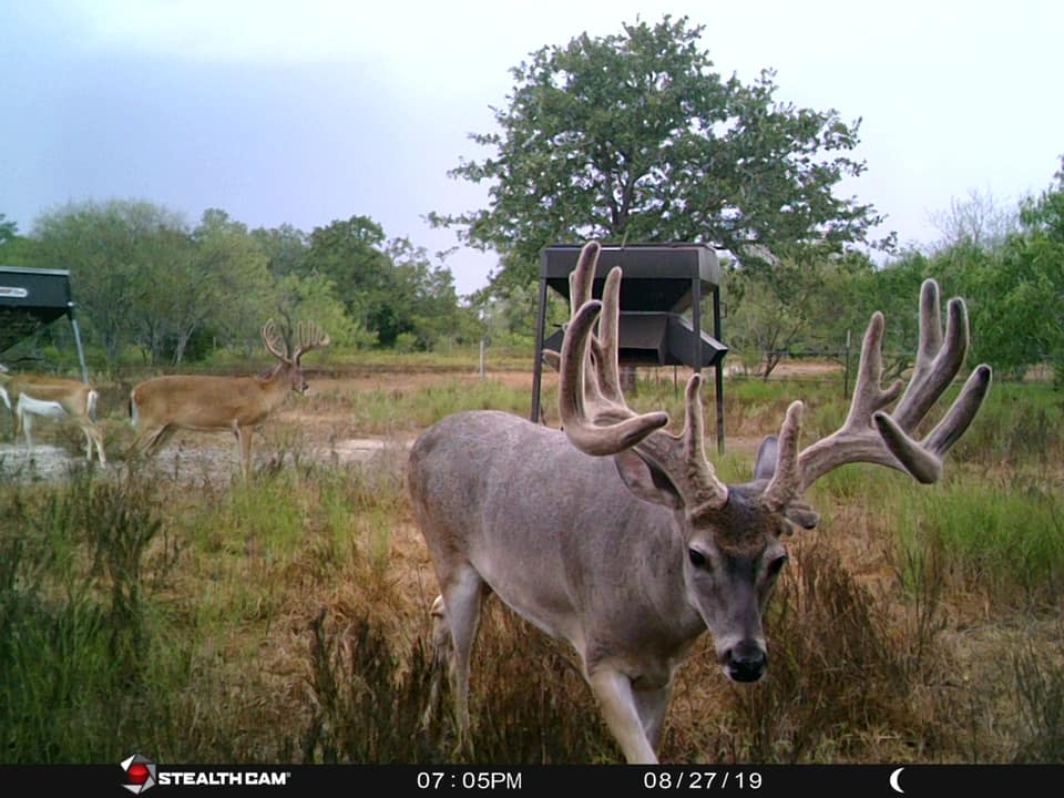 Massive bucks on the deer camera at the hunting ranch in Texas.