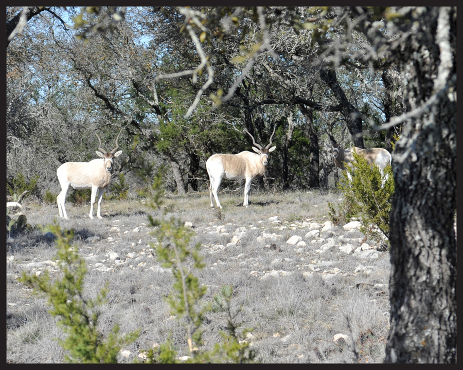 A view of three Addax on the hunting ranch. Addax are a nomadic antelope.