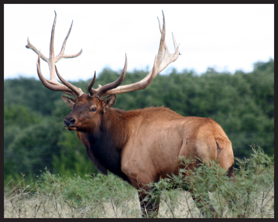 Beautiful, mature elk with massive antlers on the Austin Trophy Whitetails ranch.