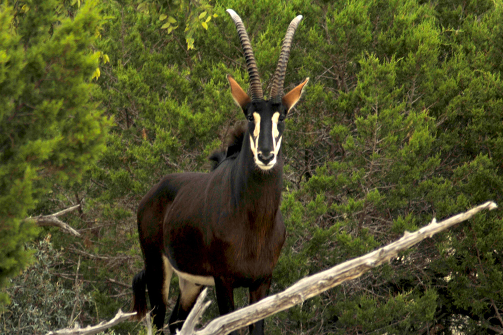 A beautiful Sable antelope on the ranch in Austin, Texas.