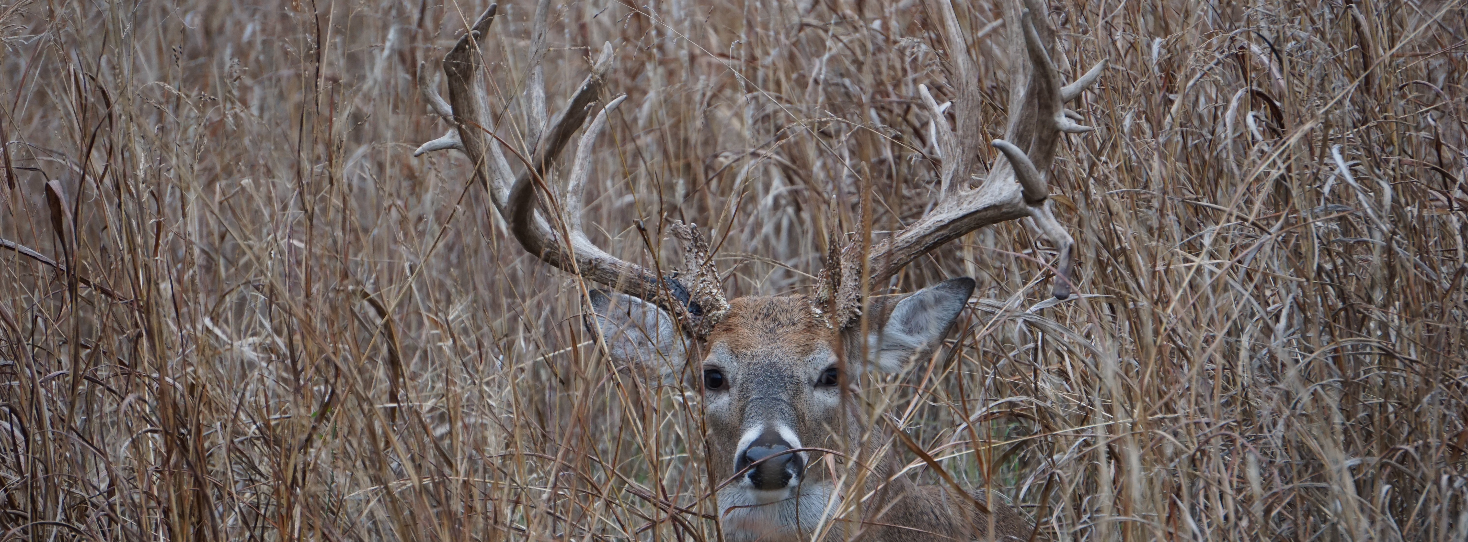 Close up of a mature, male deer in the field at the Austin Trophy Whitetails ranch.