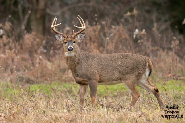 How to Hunt Whitetail Deer 